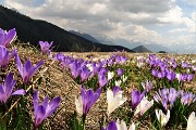 Spettacolo di crocus alla Pigolotta di Valtorta il 26 aprile 2018